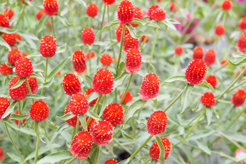 Red Globe Amaranth or Bachelor Button flower in garden
